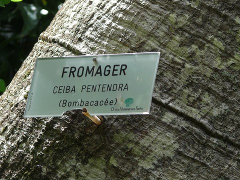 Fromager (ceiba pentendra) (bombacacée)