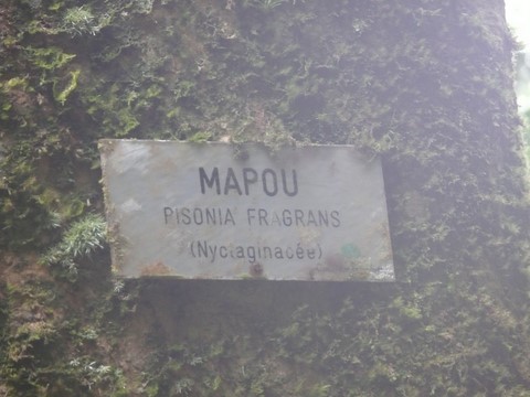 Bois Mapou.  Pisonia Fragrans. Familee des Nyciaginacée.