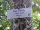Bois Pistolet - Guarea glabra  (Méliacées).